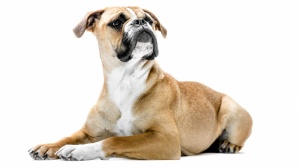 Acheter un chien Continental bulldog adulte ou retrait d'levage