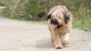 Acheter un chien Perro de pastor catalan adulte ou retrait d'levage