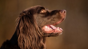 Acheter un chien German pointer longhaired adulte ou retrait d'levage