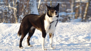 Adopter un chiot Karelian bear dog