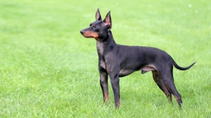 Acheter un chien Terrier d'agrment anglais noir et feu adulte ou retrait d'levage