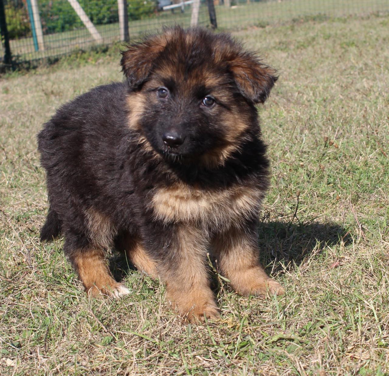 Superbes Chiots Bergers Allemands Lof Acheter Un Chiot Berger