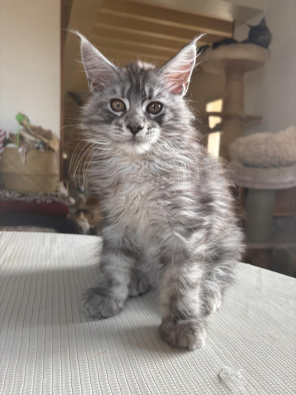 Magnifique Chaton Maine Coon Loof Disponible Acheter Un Chaton