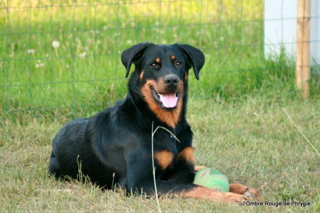 Beaucerons L ombre Rouge De Phrygie photo berger de beauce référence