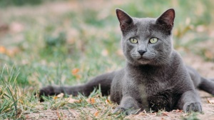 Acheter un chat Bleu russe adulte ou retraits d'levage