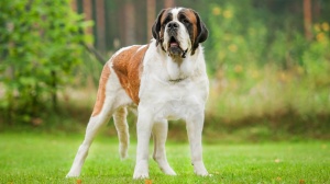 Acheter un chien Saint-bernard poil court adulte ou retrait d'levage