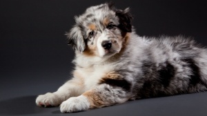 Acheter un chien Berger australien adulte ou retrait d'levage