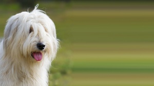 Acheter un chien South russian sheep dog adulte ou retrait d'levage
