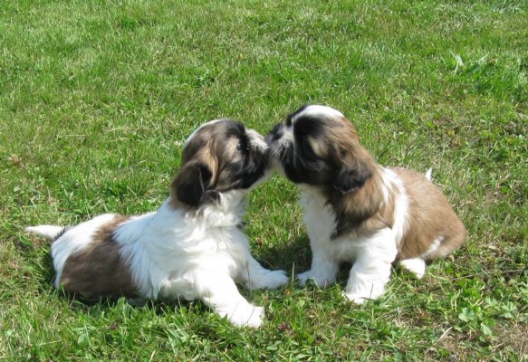 Du Lac Des Garennes, levage de Shih Tzu