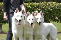 L'aige De La Tournelle, levage de Berger Blanc Suisse