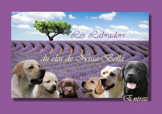 Du Clos De Nissa-bella, levage de Labrador Retriever