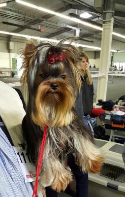 Dudomainedurochereau.fr, levage de Yorkshire Terrier