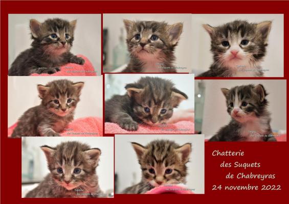 Afficher le site de l'levage Chatterie Des Suquets De Chabreyras