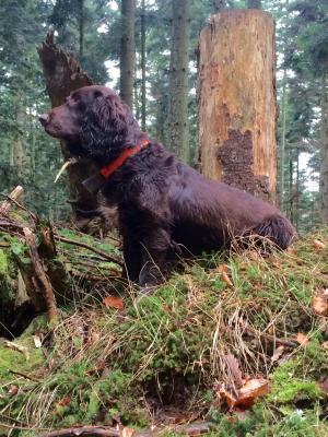 Du Haut De Koeking, levage de Chien D'oysel Allemand