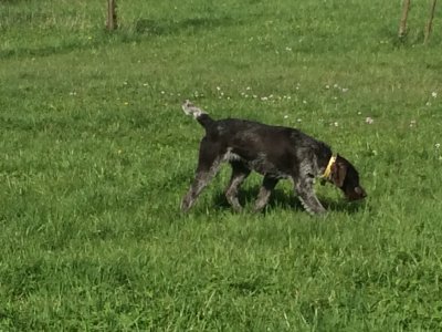 Du Haut De Koeking, levage de Chien D'arrt Allemand  Poil Dur