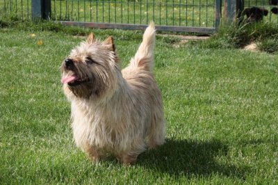 Du Pre Moussey, levage de Cairn Terrier