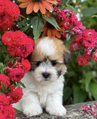 Du Pre Moussey, levage de Coton De Tulear