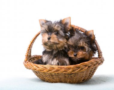 Du Pre Moussey, levage de Yorkshire Terrier