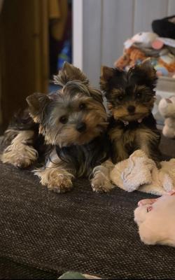 Les Loups Du Ranch, levage de Yorkshire Terrier