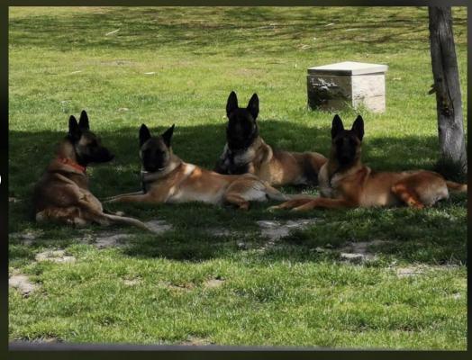 Les Loups Du Ranch, levage de Berger Belge Malinois