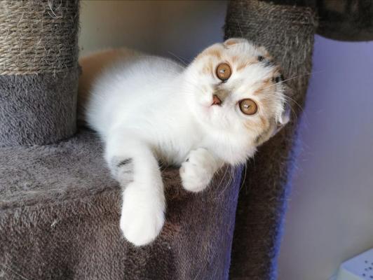 De Valfleury, levage de Scottish Fold