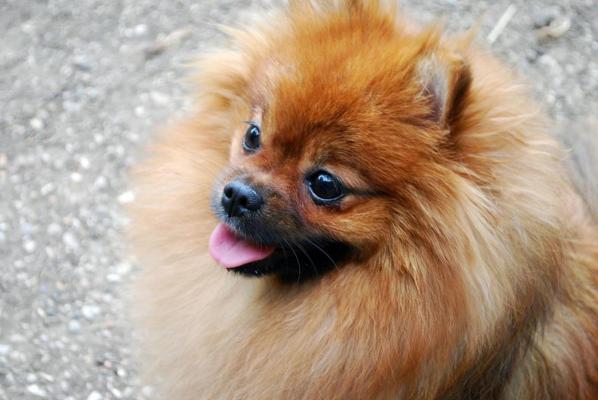 Elevages De Spitz Nain Pomeranian Zwergspitz En France