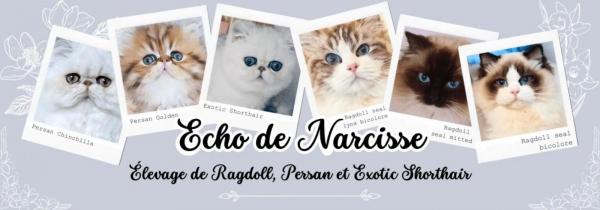 Echo De Narcisse, levage d'Exotic Shorthair