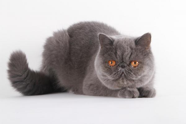 Chatterie Du Pairi Daeza, levage d'Exotic Shorthair