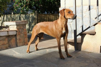 Des Sables Du Nord, levage de Rhodesian Ridgeback