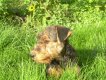 Du Domaine De Souvigny, levage d'Airedale Terrier