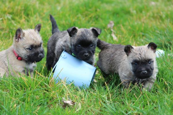 Des Loups De Saint Benoit, levage de Cairn Terrier