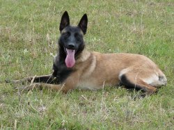 Des Loups De Saint Benoit, levage de Berger Belge Malinois