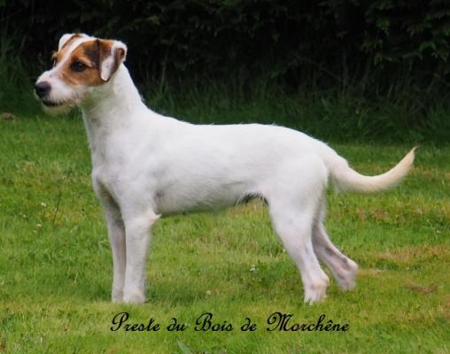 Du Bois De Morchene, levage de Parson Russell Terrier