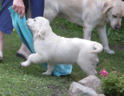 Living Links / Jardin Des Oliviers, levage de Golden Retriever