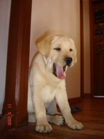 Living Links / Jardin Des Oliviers, levage de Labrador Retriever