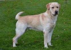 D'arguiller D'anjou, levage de Labrador Retriever