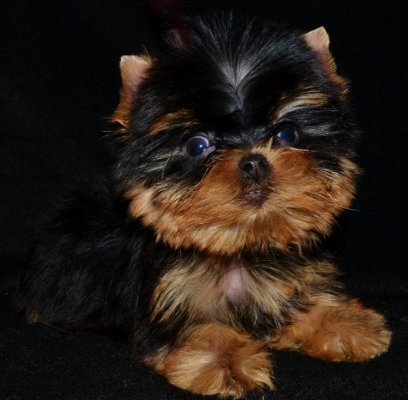 Of Meadow Cottage, levage de Yorkshire Terrier