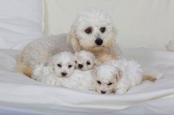 Du Palais Des Papes, levage de Bichon  Poil Fris