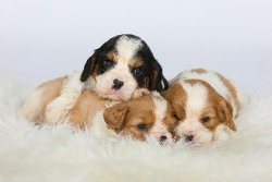 Du Palais Des Papes, levage de Cavalier King Charles Spaniel