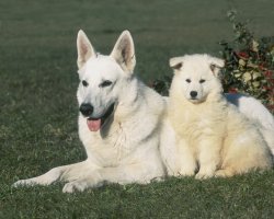 Du Palais Des Papes, levage de Berger Blanc Suisse