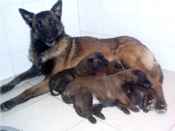 Du Palais Des Papes, levage de Berger Belge Malinois