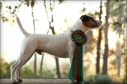 Des Very Important Parson, levage de Parson Russell Terrier