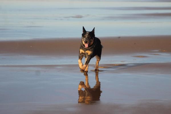 Du Puits A Loups, levage d'Australian Cattle Dog