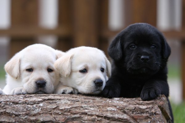 Of Sweet Eyes, levage de Labrador Retriever