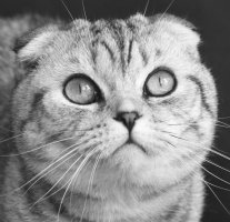 De Chapcqls, levage de Scottish Fold