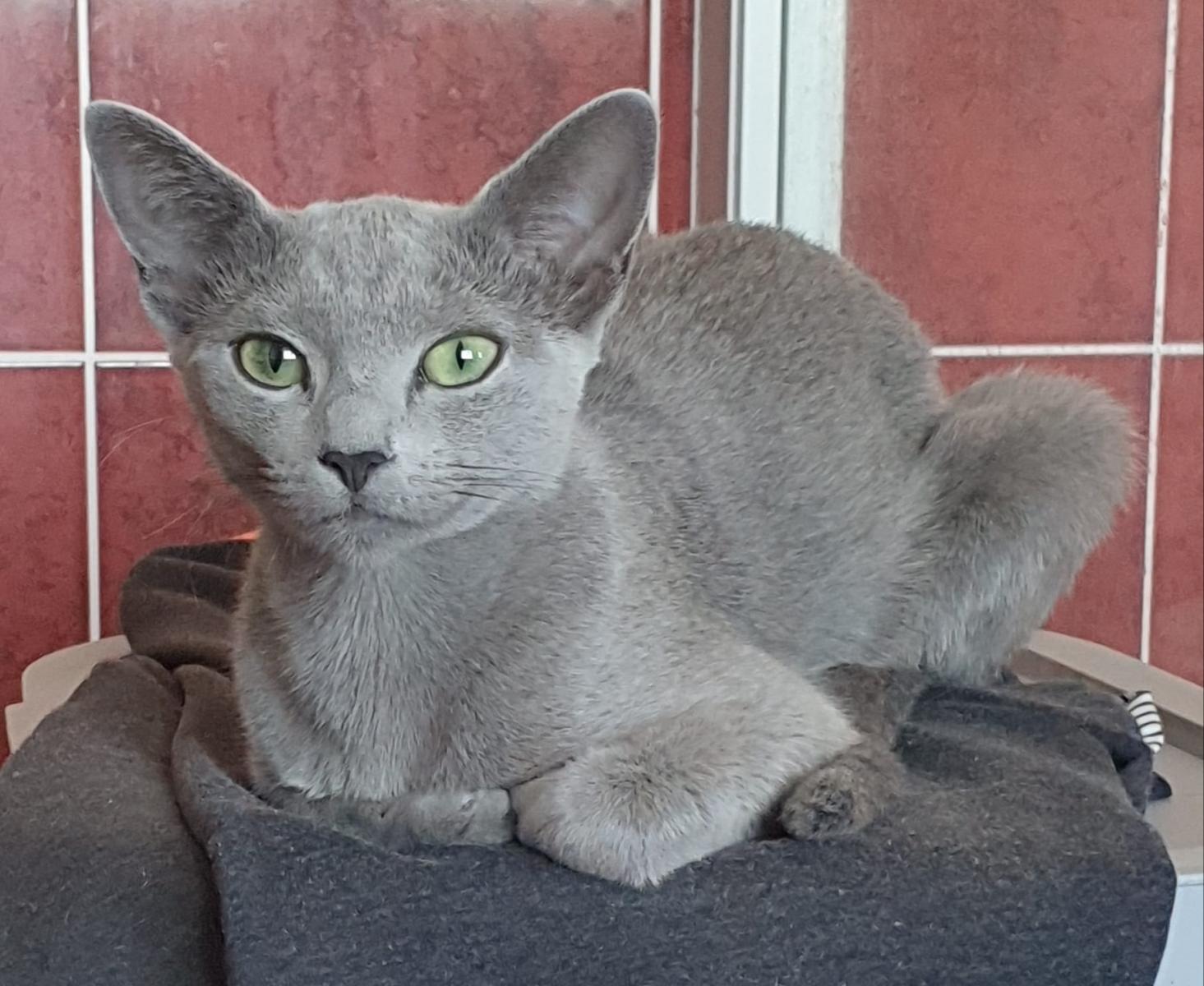 Chatterie Des Amis De Bastet Eleveur De Russe Situe A Virazeil Dans Le Departement 47 Lot Et Garonne En France