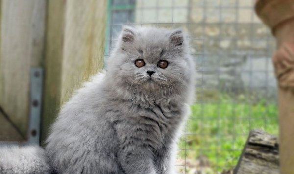 Chatterie Du Panier Douillet, levage de British Longhair