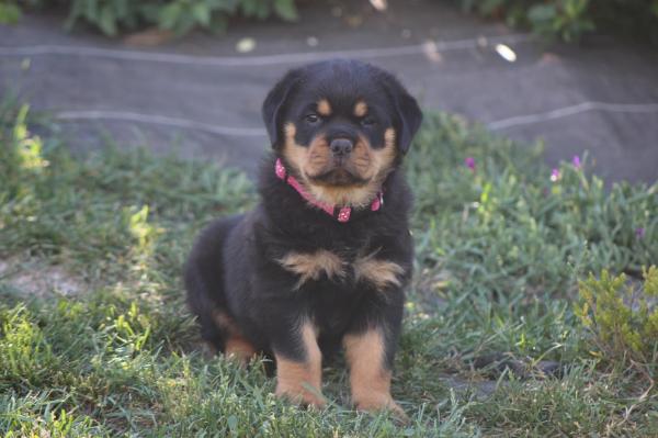 Of Blue Drop, levage de Rottweiler