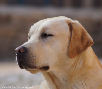 Del Punta Verde, levage de Labrador Retriever