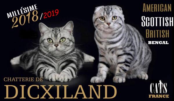 De Dicxiland, levage d'American Shorthair